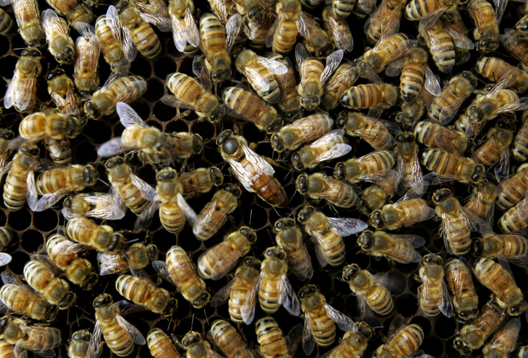 Bees